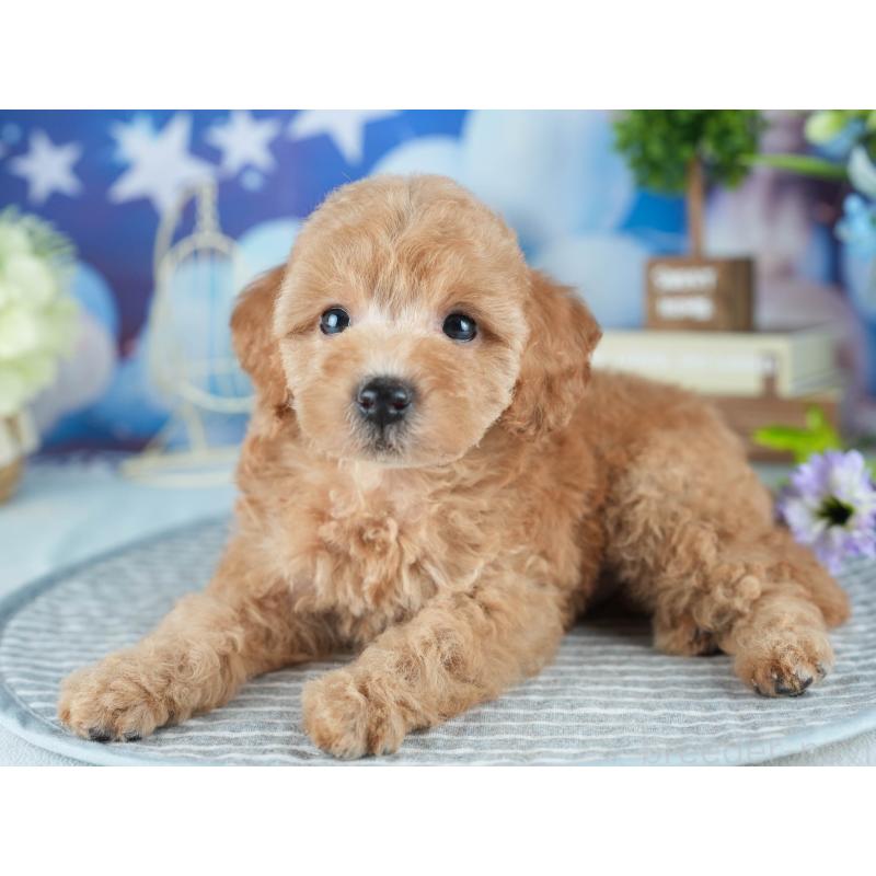 販売中の茨城県のトイプードル-402665の3枚目